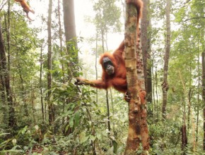 The Last Orangutans